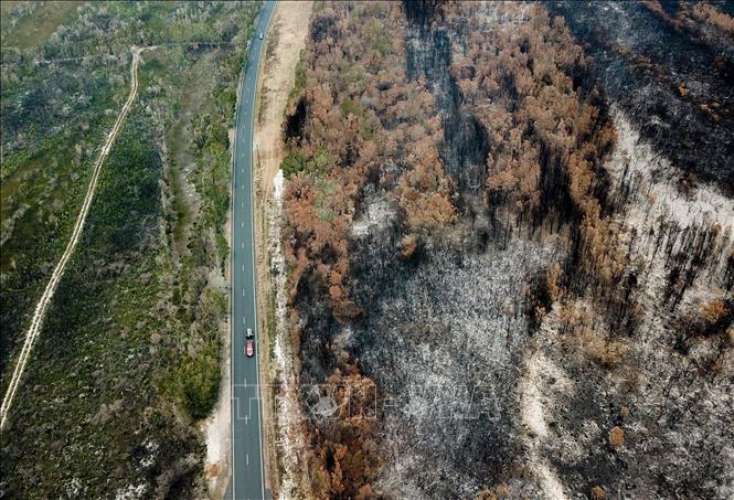 (Tư liệu) Cây cối bị thiêu rụi do cháy rừng tại Port Macquarie, New South Wales, Australia. Ảnh: THX/TTXVN