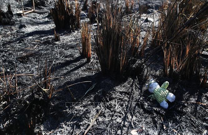 (Tư liệu) Cây cối bị thiêu rụi do cháy rừng tại Newcastle, New South Wales, Australia. Ảnh: THX/TTXVN