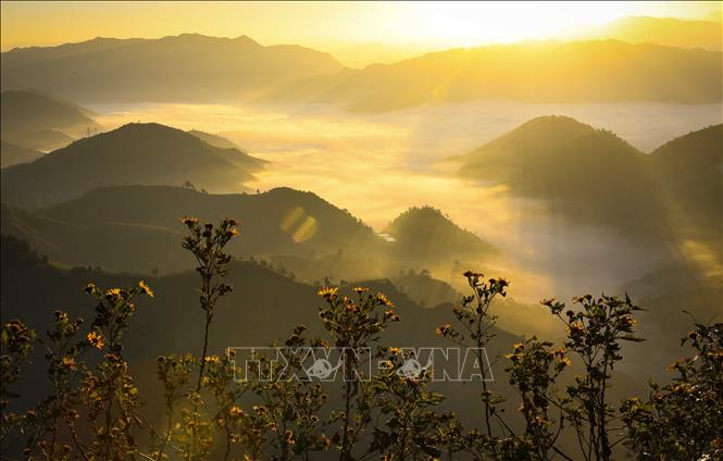 Wildflowers gently sway in the early morning breeze, welcoming the first rays of sunlight of a new day. VNA Photo: Xuân Tư