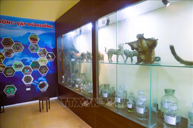 A corner of the Pu Huong Nature Reserve's museum. VNA Photo: Xuân Tiến