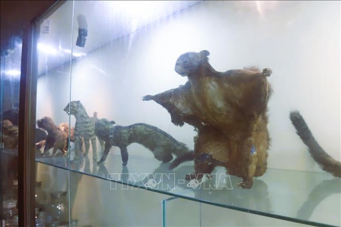 Zoological specimens are on display at the Pu Huong Nature Reserve's museum. VNA Photo: Xuân Tiến