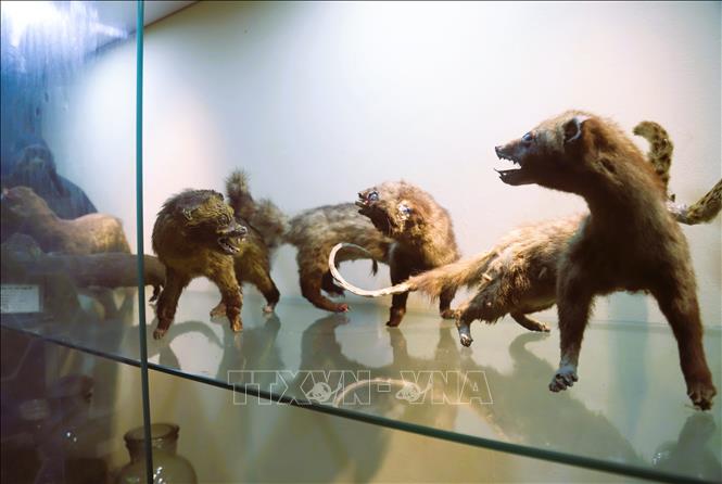 since 2023, the museum has been arranged following the model of an open natural and cultural one, serving not only scientific research but also the public’s demand for visits. VNA Photo: Xuân Tiến