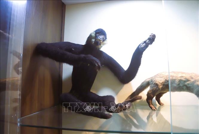 A specimen of a northern white-cheeked gibbon (nomascus leucogenys) is on display at the museum. VNA Photo: Xuân Tiến