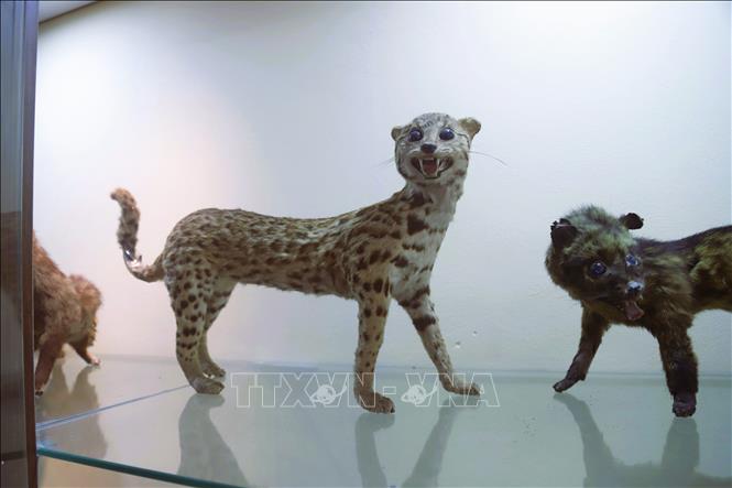 The reserve’s museum  plays a vital role in exhibiting, preserving, and disseminating knowledge on biodiversity, geology, and the environment. VNA Photo: Xuân Tiến 