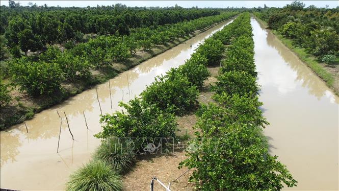 Vườn chanh không hạt ở Mỹ Hiệp, tỉnh Đồng Tháp. Ảnh: Nhựt An - TTXVN
