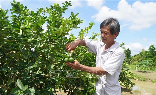 Ông Phạm Bá Khiểm ở ấp Mỹ Long 1, xã Mỹ Hiệp trồng hơn 1,1ha chanh không hạt. Ảnh: Nhựt An - TTXVN