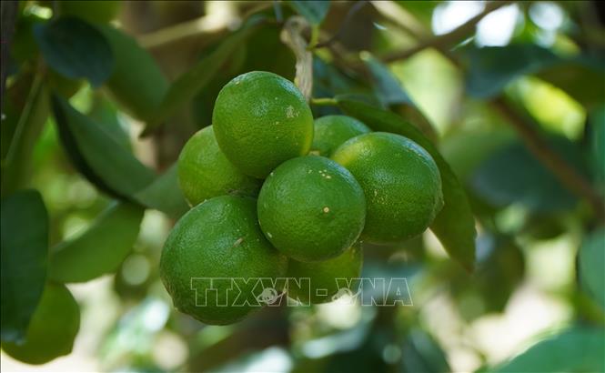Quả chanh không hạt Mỹ Long, Đồng Tháp. Ảnh: Nhựt An - TTXVN