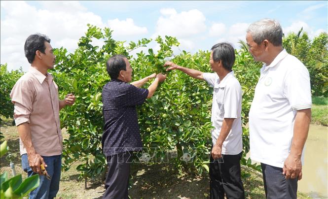 Thành viên HTX Dịch vụ nông nghiệp Mỹ Long trao đổi kỹ thuật trồng chanh không hạt. Ảnh: Nhựt An - TTXVN