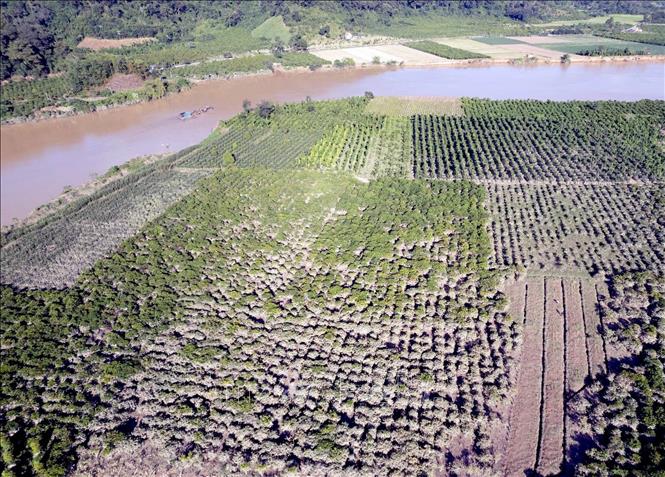 Một vườn cà phê ven sông Krông Nô thuộc xã Quảng Phú, tỉnh Lâm Đồng sau khi lũ rút. Ảnh: Hưng Thịnh – TTXVN