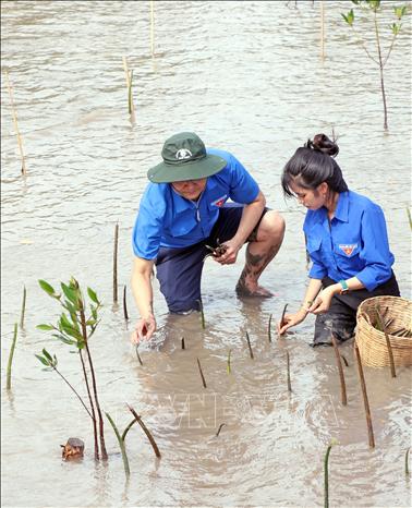 Trong 5 năm qua, tỉnh Cà Mau đã trồng được 1.879 ha rừng ven biển, dẫn đầu cả nước về diện tích trồng rừng ven biển. Ảnh: Huỳnh Anh - TTXVN