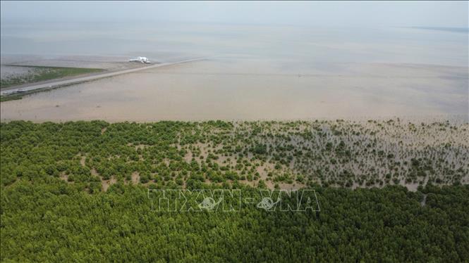 Sau 5 năm triển khai Đề án, 21 tỉnh, thành phố vùng ven biển đã hoàn thành việc bảo vệ 281.000 ha rừng (đạt 102% kế hoạch). Ảnh: Huỳnh Anh - TTXVN