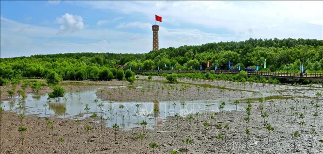 Trong bối cảnh biến đổi khí hậu đang diễn biến phức tạp, rừng ngập mặn không chỉ là “lá chắn xanh” phòng hộ chống sạt lở và nước biển dâng, mà còn là nguồn sinh kế bền vững cho người dân tỉnh Cà Mau. Ảnh: Huỳnh Anh - TTXVN