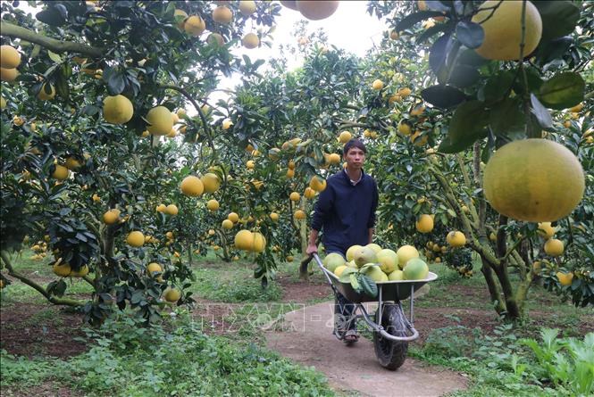 Nông dân phường Chũ, tỉnh Bắc Ninh, phấn khởi thu hoạch bưởi. Ảnh: Thanh Thương- TTXVN