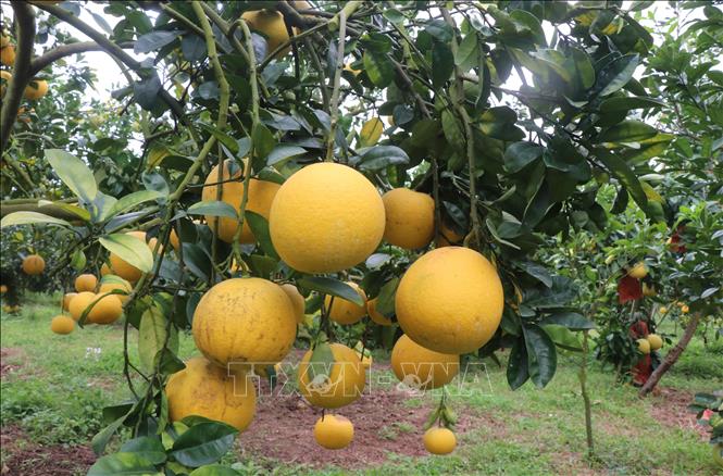 Những cành bưởi vàng ươm, trĩu quả báo hiệu một năm bội thu. Ảnh: Thanh Thương - TTXVN