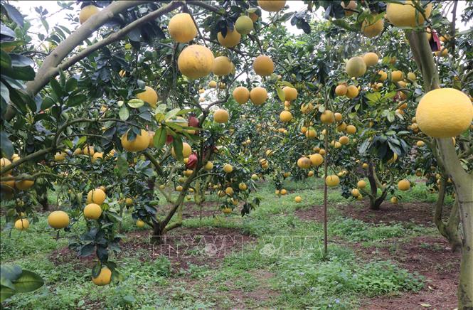 Vườn bưởi của gia đình ông Trần Đình Én, phường Chũ, tỉnh Bắc Ninh, là một trong số những vườn bưởi đẹp và chất lượng bậc nhất tại phường Chũ, tỉnh Bắc Ninh. Ảnh: Thanh Thương - TTXVN