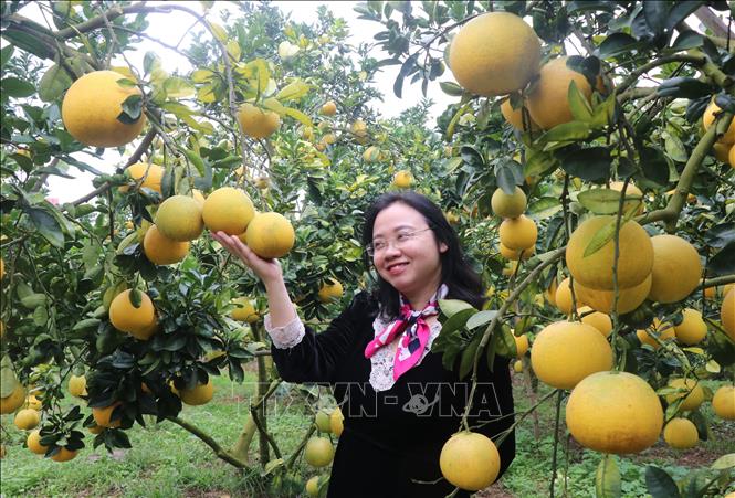 Du khách tham quan vườn bưởi tại phường Chũ, tỉnh Bắc Ninh. Ảnh: Thanh Thương- TTXVN