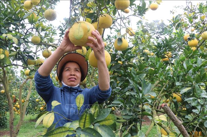 Chủ vườn bưởi tại phường Chũ, tỉnh Bắc Ninh phấn khởi thu hoạch bưởi. Ảnh: Thanh Thương - TTXVN