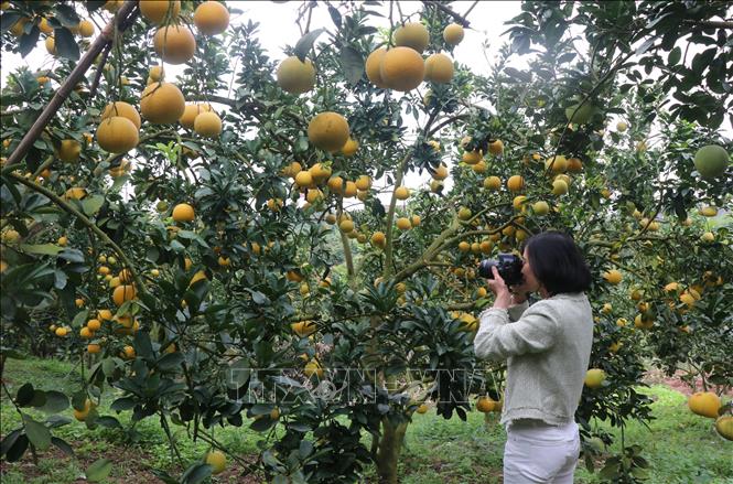 Khách tham quan, chụp ảnh tại vườn bưởi, phường Chũ, tỉnh Bắc Ninh. Ảnh: Thanh Thương- TTXVN