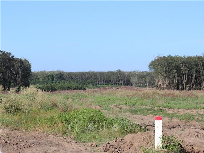 Diện tích đất cao su đã được người dân cưa bỏ, bàn giao cho dự án cao tốc đi qua Khu phố Tân Thành 7, phường Đồng Xoài. Ảnh: K GỬIH-TTXVN 