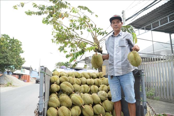 Nông dân Đồng Tháp vận chuyển sầu riêng đi tiêu thụ. Ảnh: Công Trí-TTXVN