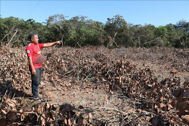 Người dân phường Đồng Xoài đã chủ động cưa vườn điều bàn giao mặt bằng cho cao tốc. Ảnh: K GỬIH-TTXVN 