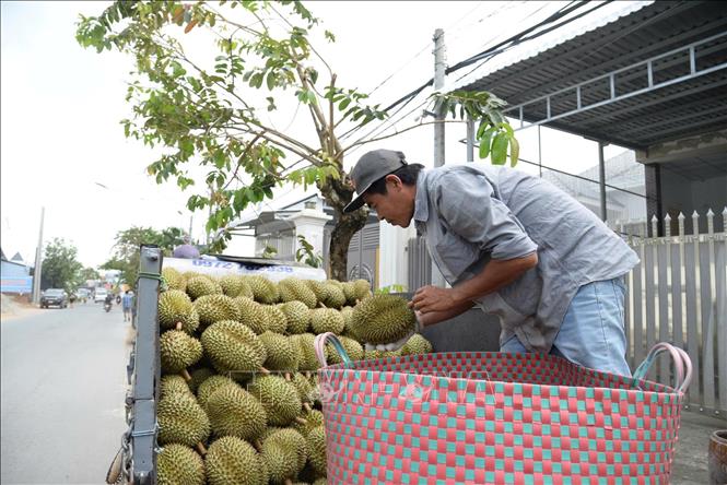 Nông dân Đồng Tháp vận chuyển sầu riêng đi tiêu thụ.Ảnh: Công Trí-TTXVN