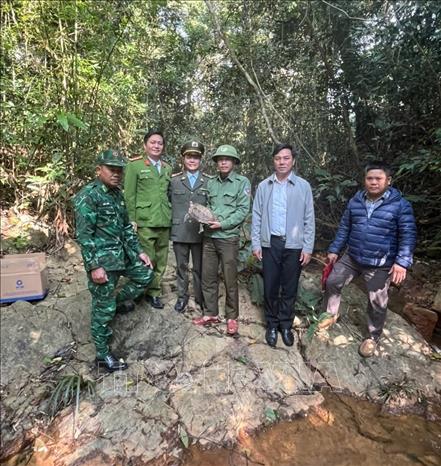 Các lực lượng chức năng thả cá thể rùa núi viền về môi trường tự nhiên. Ảnh: TTXVN phát