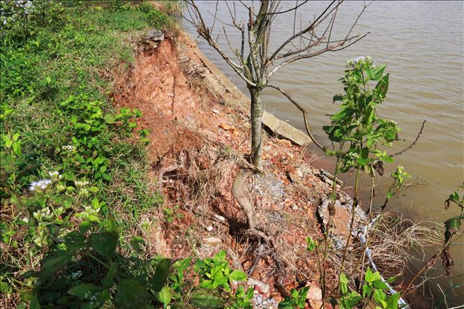 Nhiều cây xanh dọc tuyến kè sông Thạch Hãn bị bật gốc, để lộ bộ rễ nằm nghiêng về phía dòng nước. Ảnh: Tường Vi - TTXVN