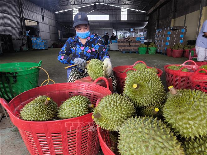 Thu mua sầu riêng tại xã Tân Phú, tỉnh Vĩnh Long. Ảnh: Huỳnh Phúc Hậu - TTXVN