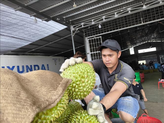 Thu mua sầu riêng tại xã Tân Phú, tỉnh Vĩnh Long. Ảnh: Huỳnh Phúc Hậu - TTXVN