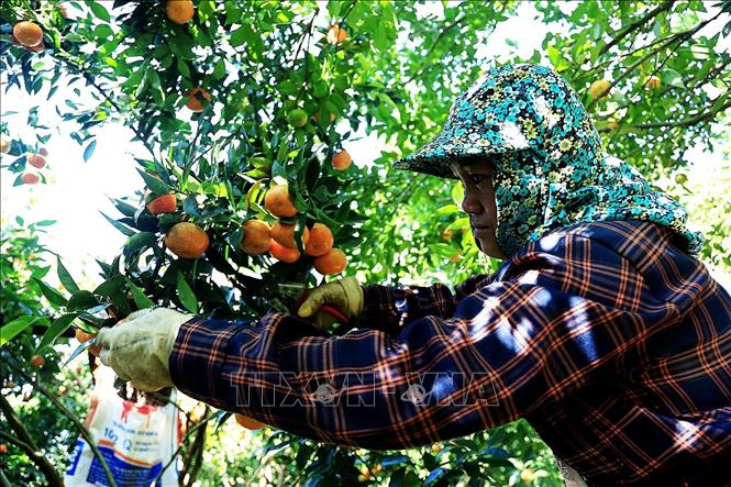 Việc cắt quýt phải tỉ mỉ, tránh việc rơi làm dập quả. Ảnh: Thanh Hải - TTXVN 