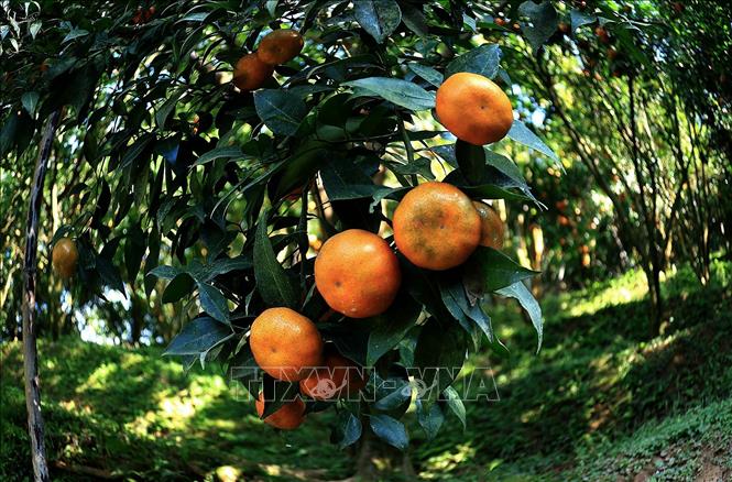 Quýt Nam Sơn là sản vật của xã Vân Sơn đạt chuẩn chất lượng và mẫu mã. Ảnh: Thanh Hải - TTXVN 