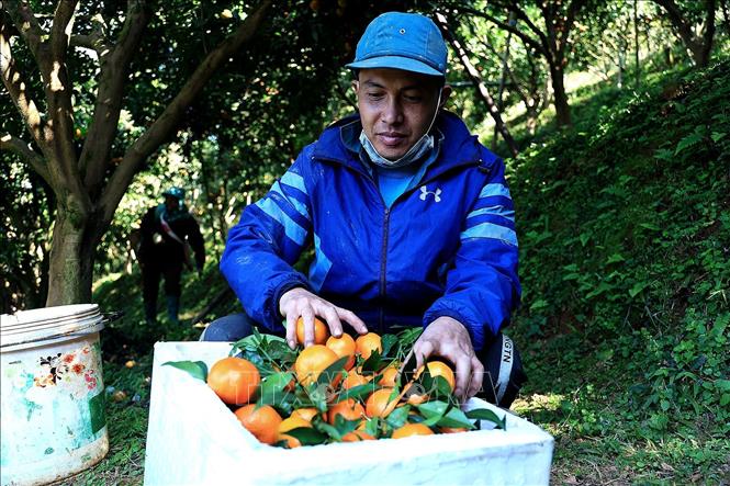 Người dân phấn khởi khi quýt Nam Sơn được mùa. Ảnh: Thanh Hải - TTXVN  