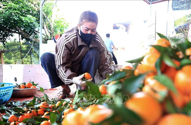 Quýt Nam Sơn được phân loại để định giá theo chất lượng sản phẩm. Ảnh: Thanh Hải - TTXVN  