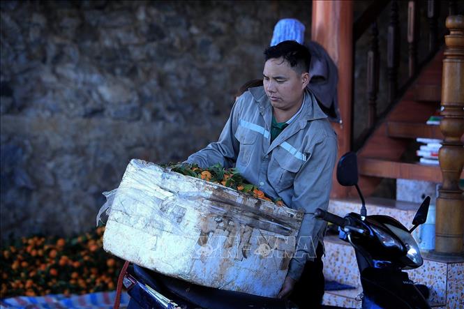 Hộ dân vận chuyển quýt Nam Sơn từ vườn về nhà. Ảnh: Thanh Hải - TTXVN 