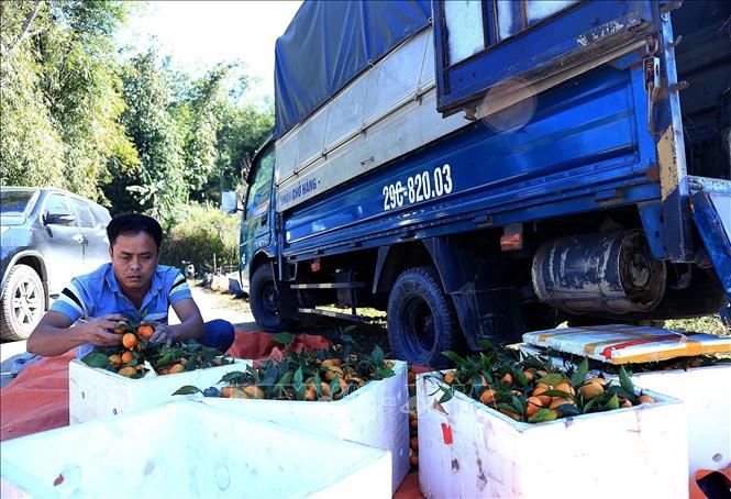 Cá thương lái đến Vân Sơn để thu mua quýt Nam Sơn. Ảnh: Thanh Hải - TTXVN 