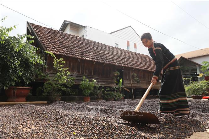 Nhà dài ở buôn Akŏ Dhông là nơi sinh sống và lưu truyền các phong tục tập quán tốt đẹp của đồng bào Ê Đê. Ảnh: Tuấn Anh - TTXVN