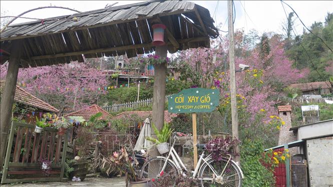 Mai anh đào khoe sắc khắp Sa Pa. Ảnh: Hương Thu - TTXVN