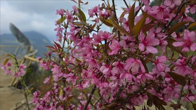 Mai anh đào bung nở rực rỡ. Ảnh: Hương Thu - TTXVN