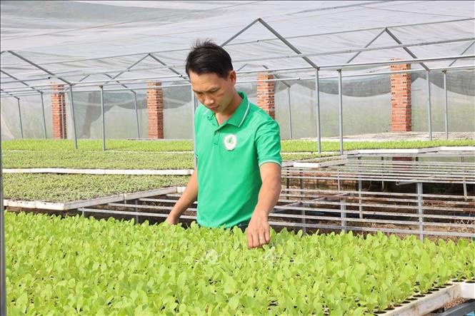 Ông Nguyễn Viết Tự, Giám đốc Hợp tác xã Nông nghiệp và Dịch vụ Châu Pha, kiểm tra cây rau giống để chuẩn bị trồng vụ Tết. Ảnh: Hoàng Nhị - TTXVN