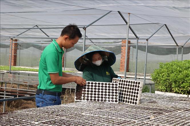 Vụ Tết năm nay, Hợp tác xã Nông nghiệp và Dịch vụ Châu Pha tăng khoảng 20% sản lượng rau so với ngày thường. Ảnh: Hoàng Nhị - TTXVN