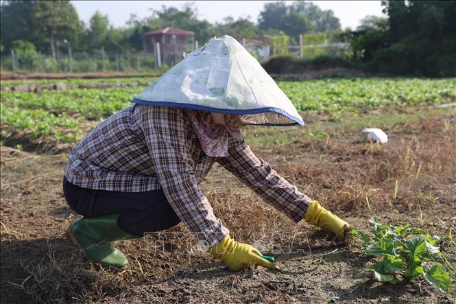 Nông dân hợp tác xã Nông nghiệp và Dịch vụ Châu Pha chuẩn bị đất để xuống giống vụ rau Tết. Ảnh: Hoàng Nhị - TTXVN