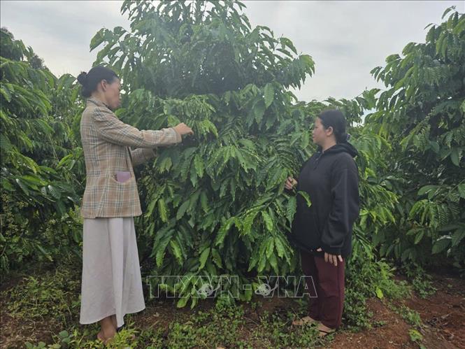 Hướng dẫn người dân tại xã biên giới Ia Nan (Gia Lai) kỹ thuật trồng, chăm sóc cây cà phê. Ảnh: Hồng Điệp - TTXVN