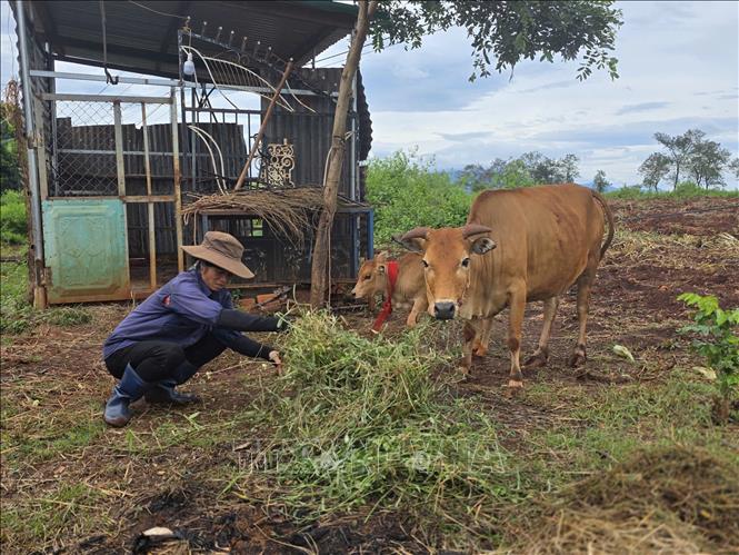 Gia đình chị Chu Thị Thoa, thôn Mít Kom II, xã biên giới Ia O, tỉnh Gia Lai được hỗ trợ bò giống, tăng thêm sinh kế gia đình, vươn lên thoát nghèo. Ảnh: Hồng Điệp - TTXVN