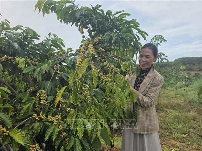 Nhiều hộ gia đình tại xã biên giới Ia Nan (Gia Lai) đã thoát nghèo nhờ được hướng dẫn kỹ thuật trồng, chăm sóc cây cà phê. Ảnh: Hồng Điệp - TTXVN