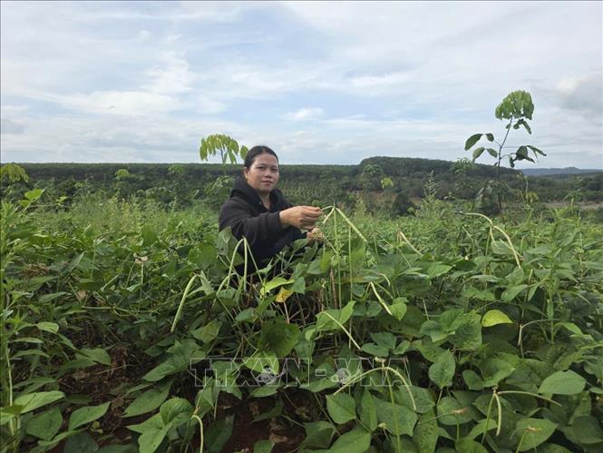 Nhiều hộ tại xã biên giới Ia Nan (Gia Lai) đã thoát nghèo nhờ chính sách hỗ trợ cây điều, xen canh cây trồng ngắn ngày trên những khoảnh đất trước kia bỏ hoang. Ảnh: Hồng Điệp - TTXVN