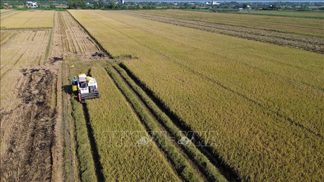 Nông dân tỉnh Đồng Tháp thu hoạch lúa Thu Đông. Ảnh: Công Trí-TTXVN