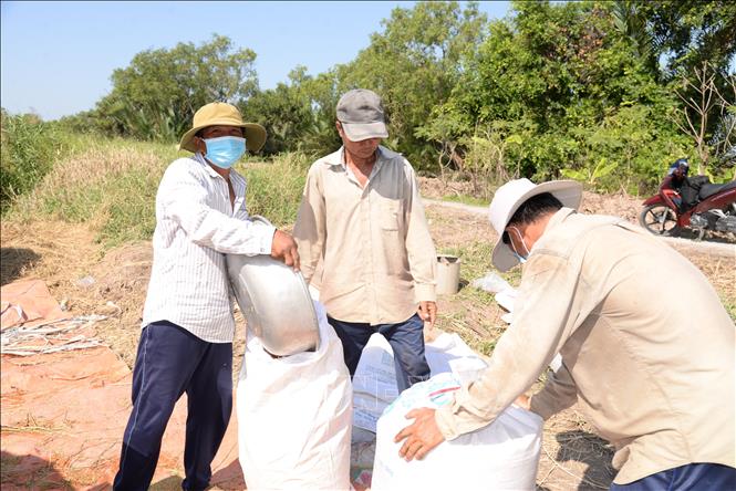 Nông dân tỉnh Đồng Tháp thu hoạch lúa Thu Đông. Ảnh: Công Trí-TTXVN