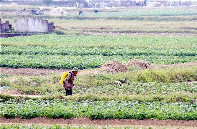 Nông dân xã Nam Trực, tỉnh Ninh Bình, phun thuốc trù sâu cho cây màu vụ đông. Ảnh: Thái Thuần - TTXVN 
