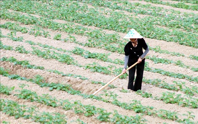 Nông dân xã Nam Trực, tỉnh Ninh Bình, chăm sóc rau màu vụ đông. Ảnh: Thái Thuần - TTXVN 
